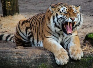 Tiger povzročil kaos v Nemčiji: Pobeg iz zasebne ograde!