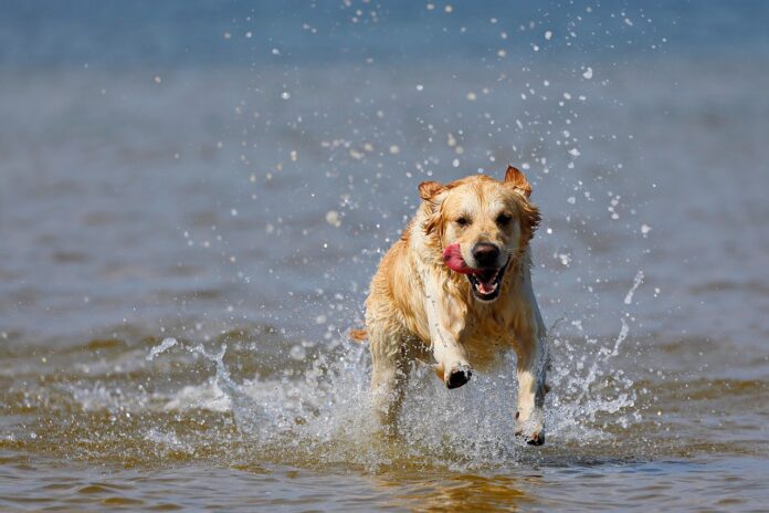 dog-in-water