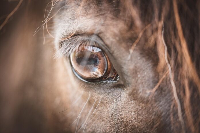 horse-1