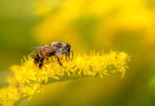 Na Goričkem odkrili 110 vrst divjih čebel: Projekt Bee(a)ware navdušuje