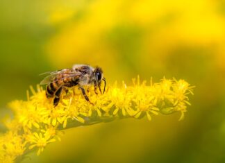 Na Goričkem odkrili 110 vrst divjih čebel: Projekt Bee(a)ware navdušuje