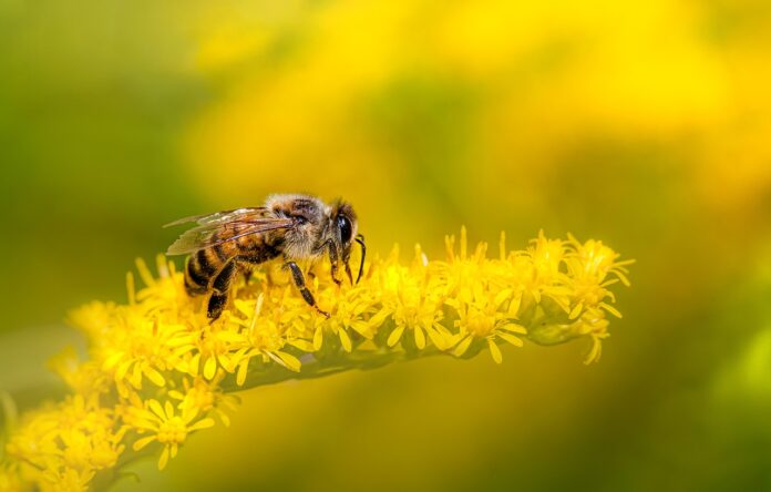 na-gorickem-odkrili-110-vrst-divjih-cebel-projekt-beeaware-navdusuje-6a2079c45da71-1780513220