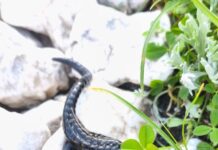 Redki črni močerad: Skriti zaklad slovenskih gora