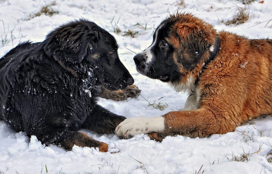 saint-bernard-dog