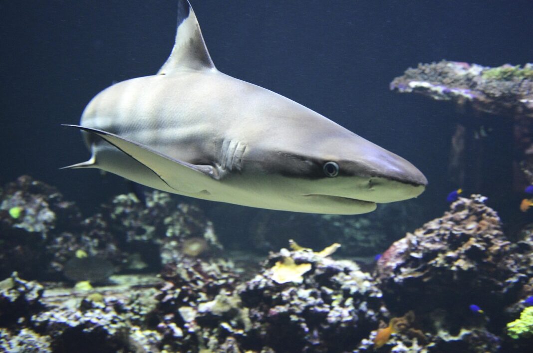 white-shark
