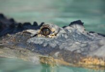 Groza v živalskem parku: Krokodil zgrabil oskrbnika in ga več kot uro ni izpustil