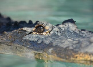 Groza v živalskem parku: Krokodil zgrabil oskrbnika in ga več kot uro ni izpustil