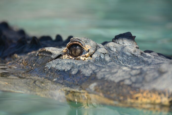 crocodil