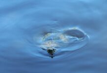Nenavadni ugrizi morske želve šokirali Jadran