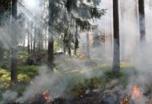 Požari v Pomurju: Gasilci hitro ukrepali v Strukovcih in Veščici