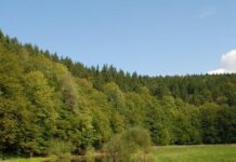 Velika požarna ogroženost v Sloveniji: Ključne informacije za varno poletje