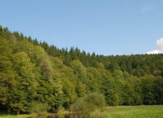 Velika požarna ogroženost v Sloveniji: Ključne informacije za varno poletje