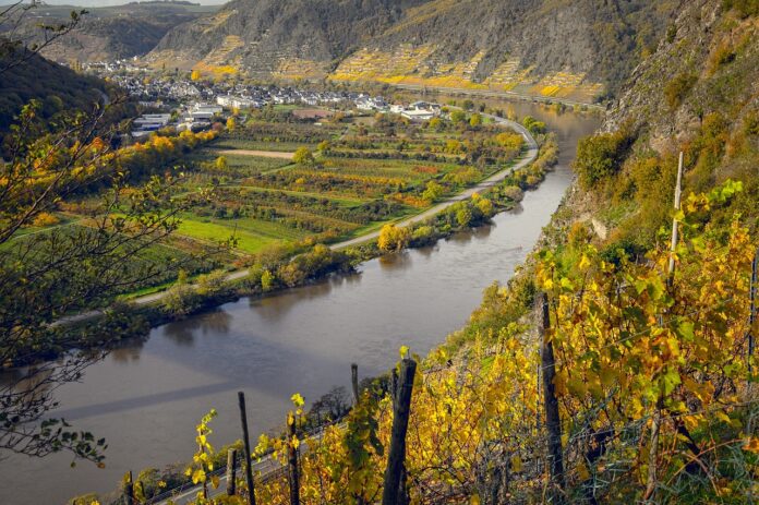 podnebne-spremembe-silijo-slovenske-vinogradnike-v-zgodnjo-trgatev-6a859ad0ddb8b-1787140816
