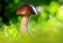 Gobe na Pohorju: Bo september prinesel dolgo pričakovano oživitev