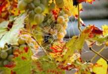 Grozdje odlično, toda pridelka tudi do polovice manj: Belokranjski vinogradniki letos občutili moč suše