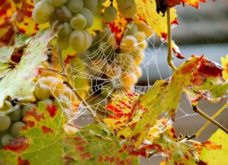 Grozdje odlično, toda pridelka tudi do polovice manj: Belokranjski vinogradniki letos občutili moč suše