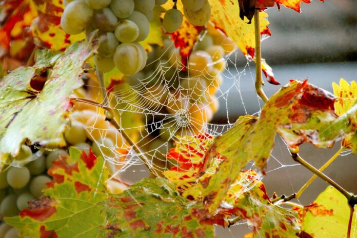 grozdje-odlicno-toda-pridelka-tudi-do-polovice-manj-belokranjski-vinogradniki-letos-obcutili-moc-suse-6ab80834b0268-1790445620