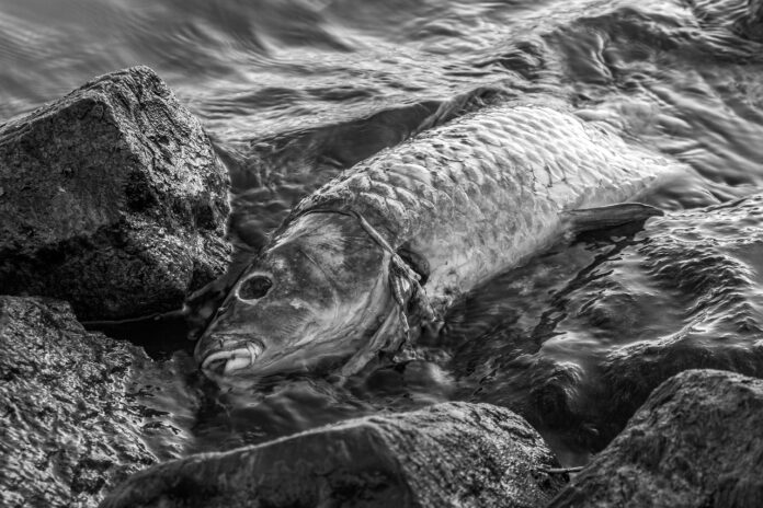 hrvaska-razkriva-vzroke-za-mnozicen-pogin-rib-v-ormoskem-jezeru-6a9c206b543dc-1788616811