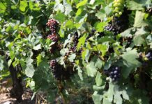 Suša letos močno prizadela slovenske vinograde: Manj pridelka, zgodnja trgatev