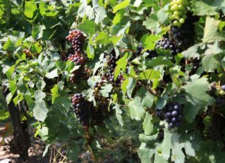 Suša letos močno prizadela slovenske vinograde: Manj pridelka, zgodnja trgatev
